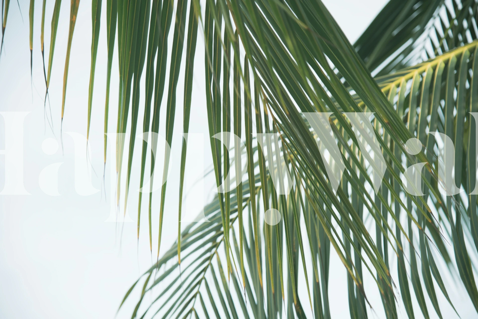 Lush green palm leaves on a light background wallpaper