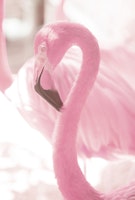 Curadise Flamingo 3 wallpaper