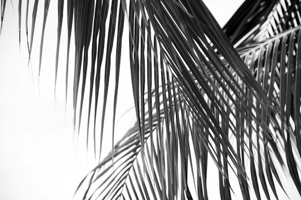 Lush Caribbean Palms 6