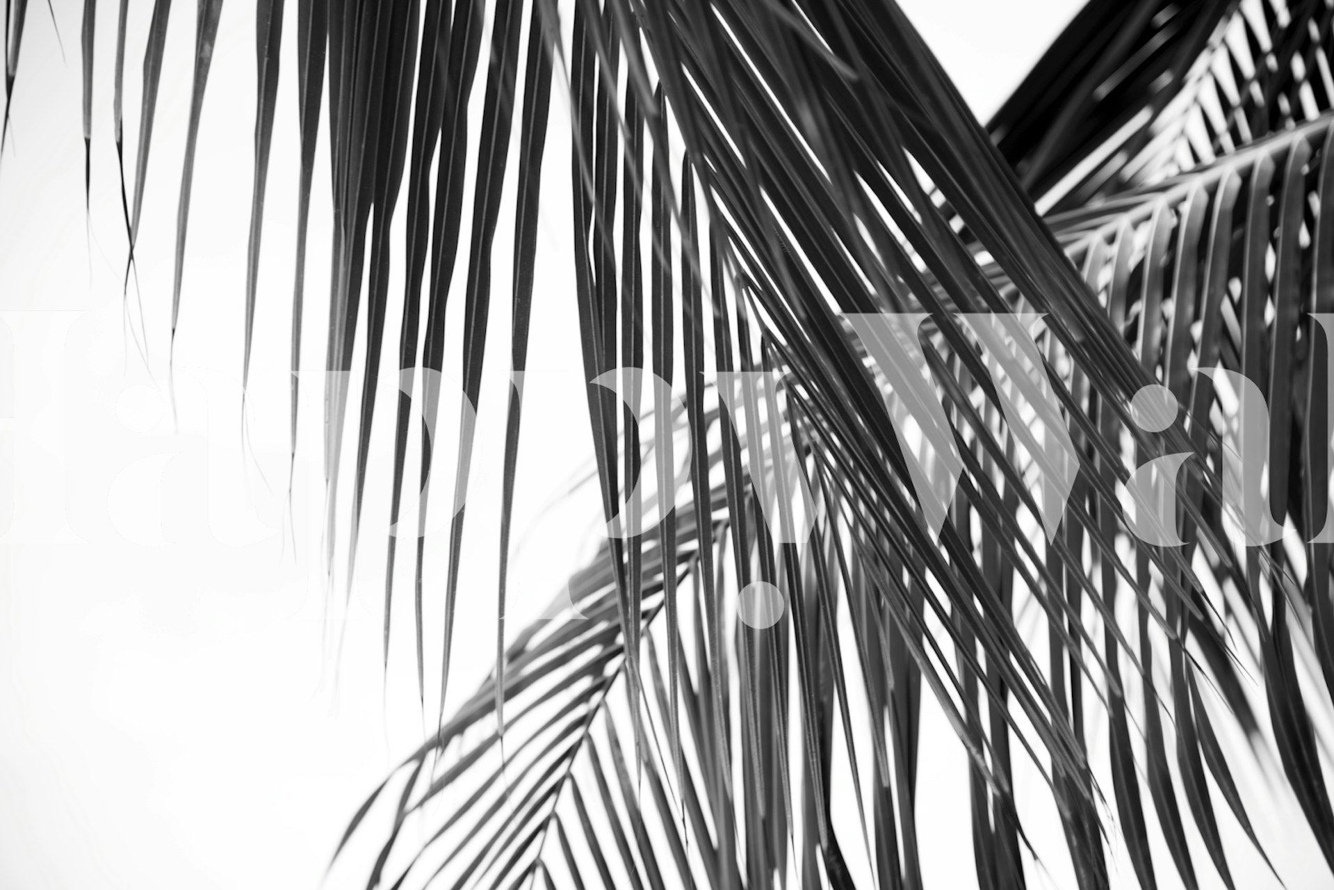 Lush Caribbean Palms wallpaper design