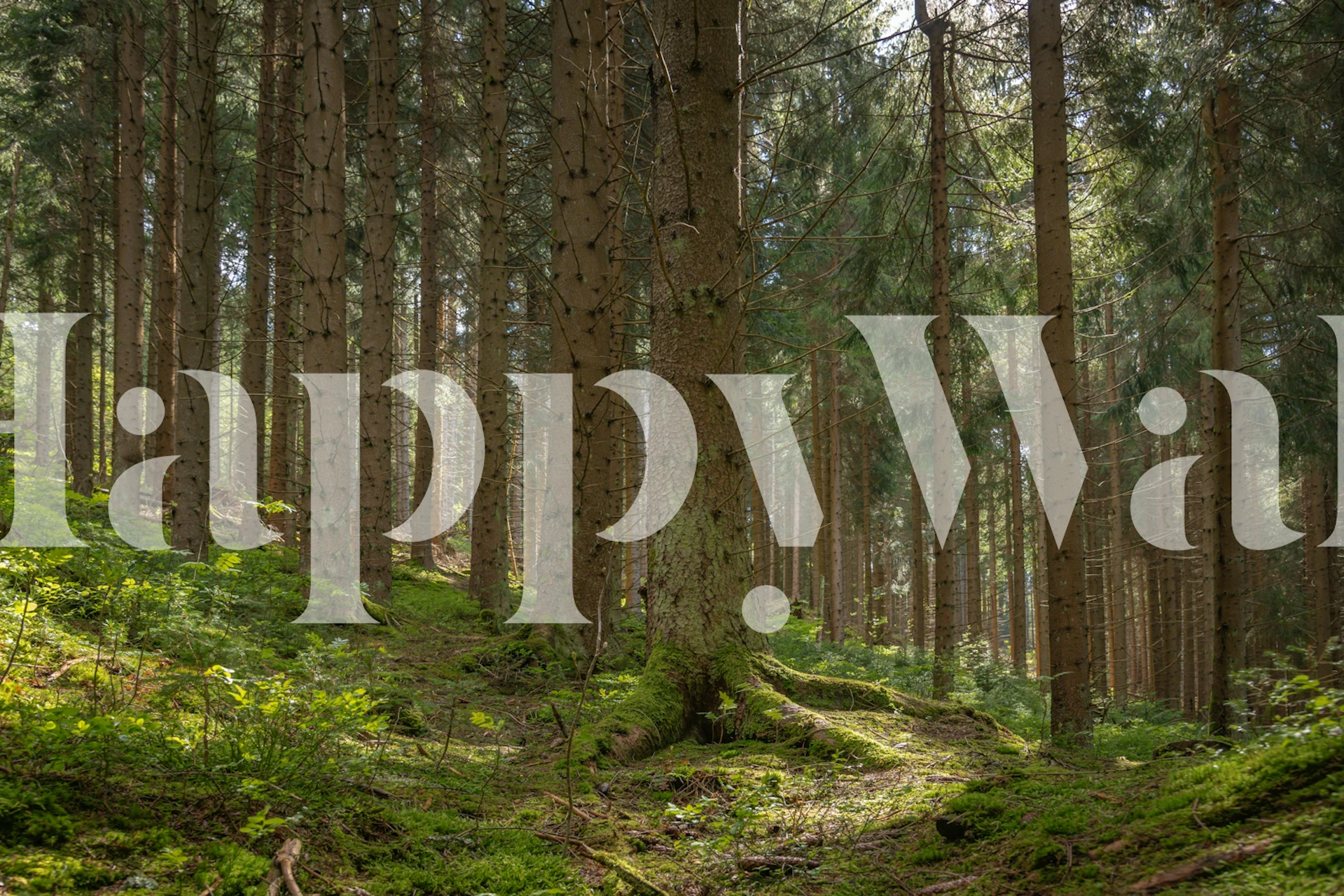 Mystical Spring wallpaper in a room