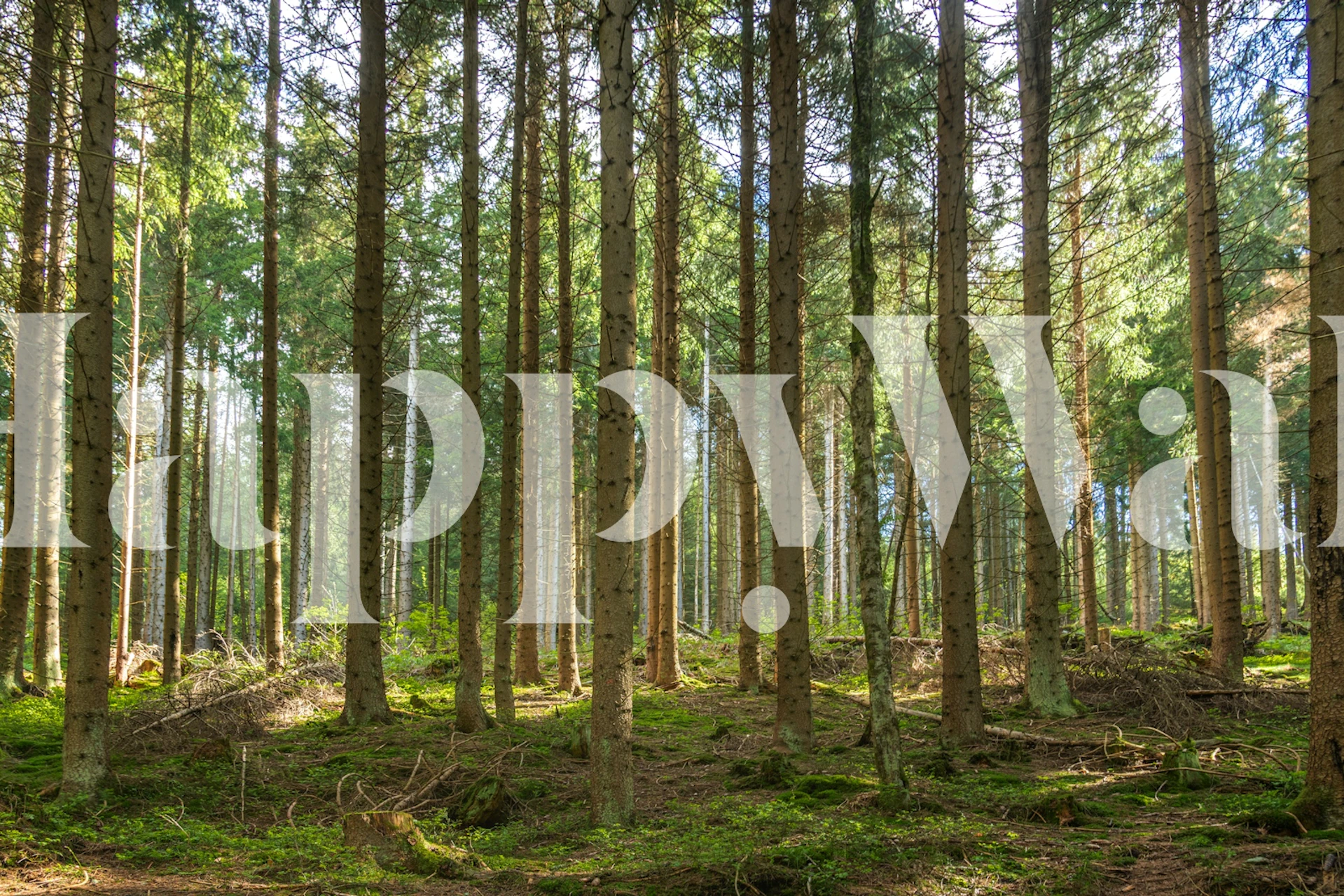 Magic Spring Forest tapet i et rom