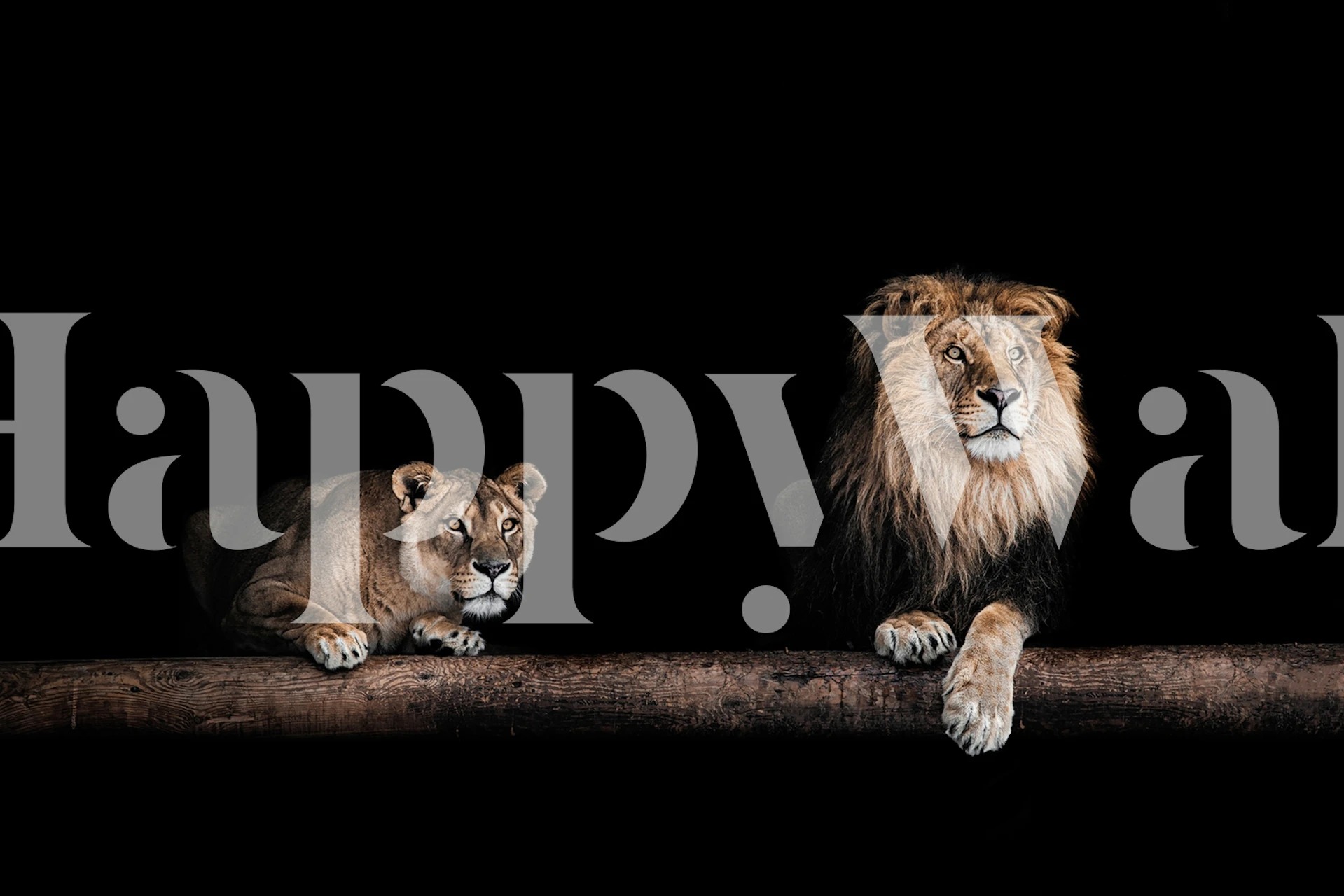 Lions on guard papel de parede em um quarto