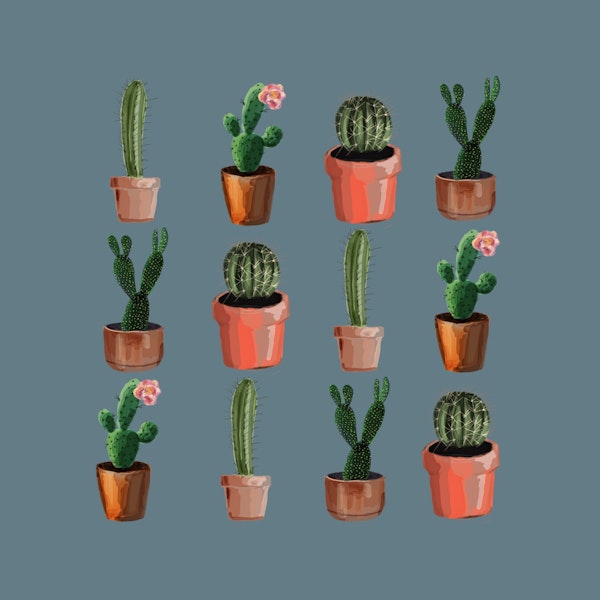 Various Cacti Blue