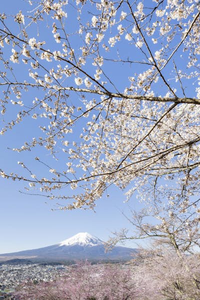 Τοιχογραφία