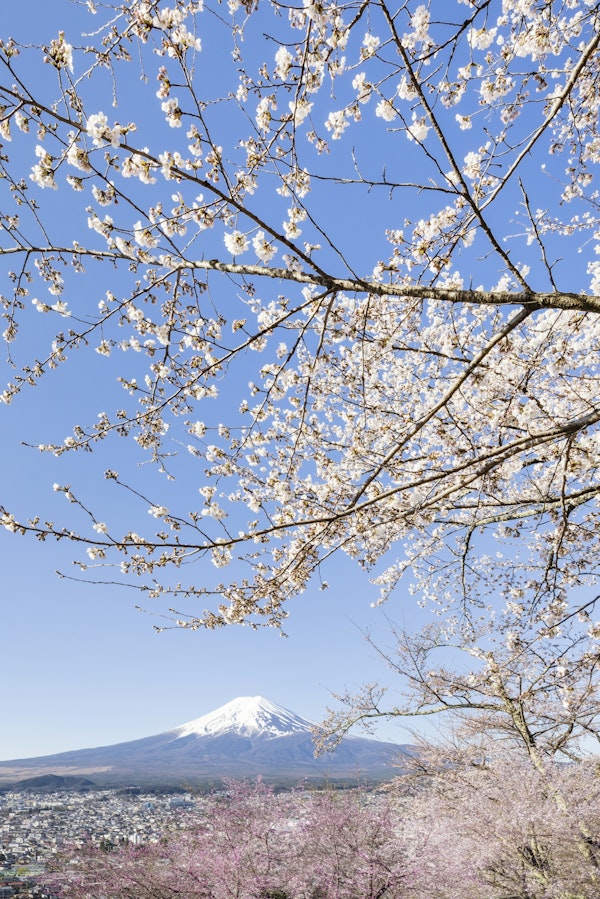 Lovely Mount Fuji with cherry blossoms