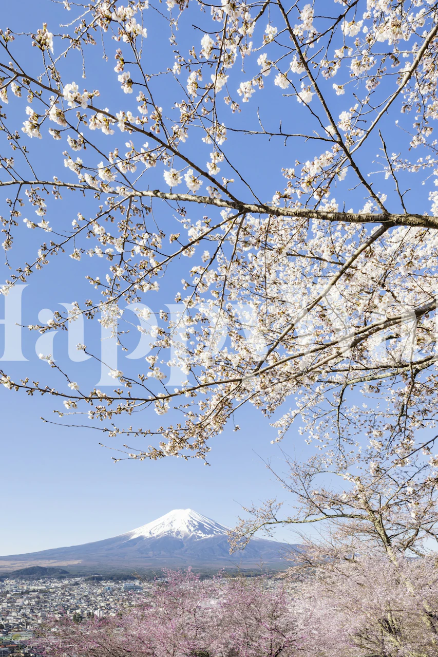 Mount Fuji surrounded by cherry blossoms and blue sky wallpaper