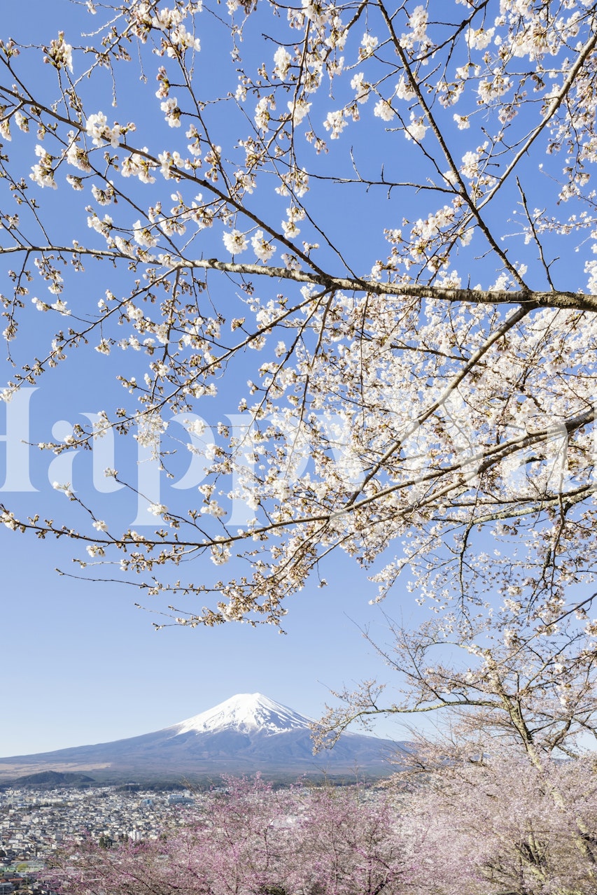Mount Fuji surrounded by cherry blossoms and blue sky wallpaper