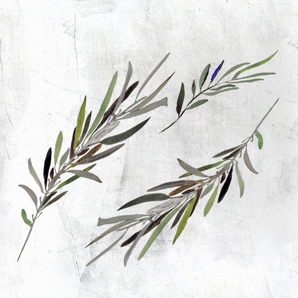 Eucalyptus Leaves White