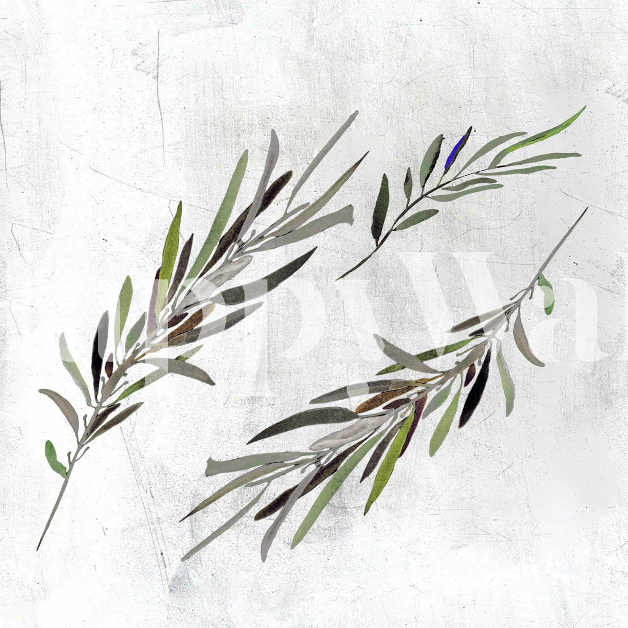 Eucalyptus Leaves White i et rom