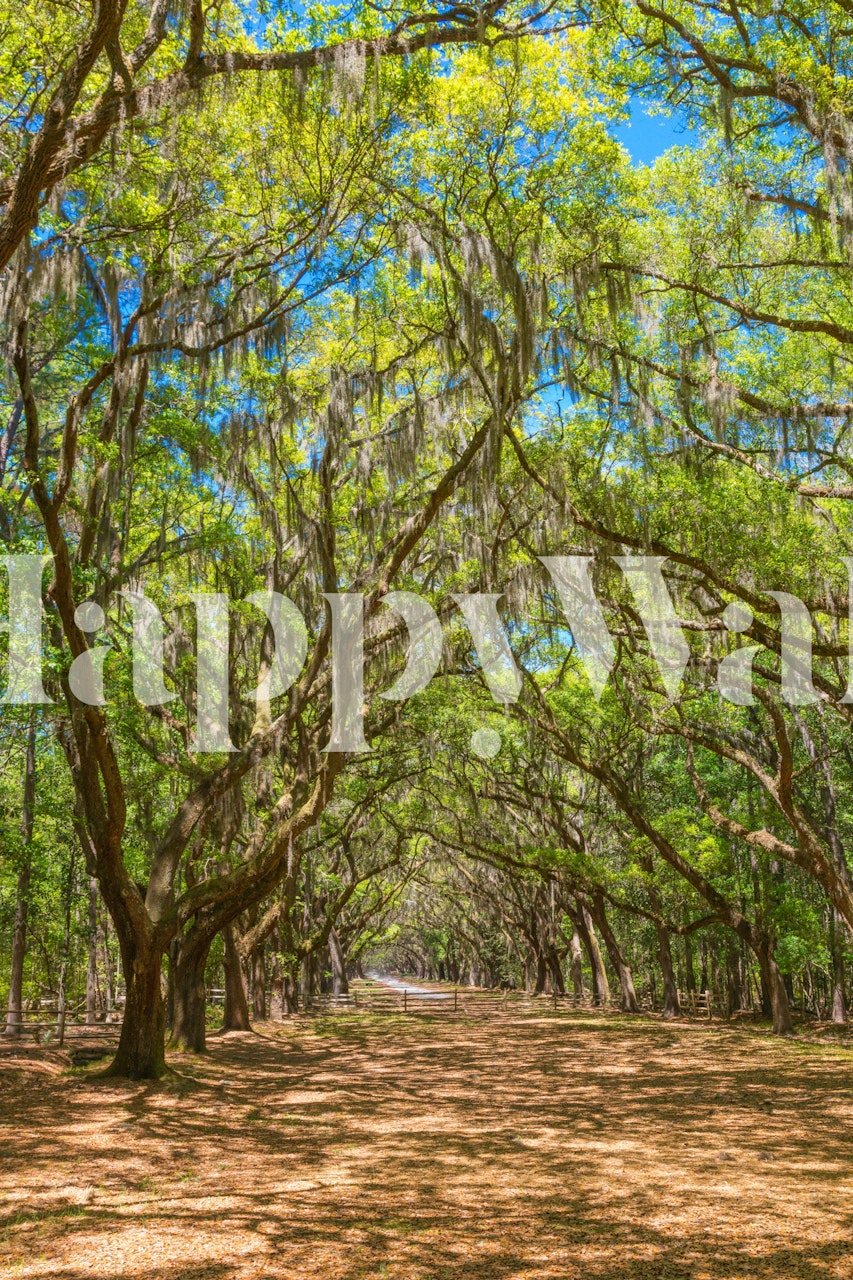 Canopy of old live oak trees tapet