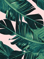 Tropical Blush Banana Leaves 5 behang