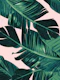 Tropical Blush Banana Leaves 5
