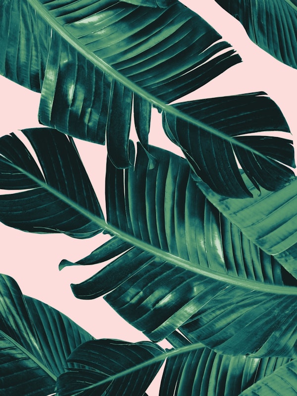 Tropical Blush Banana Leaves 5