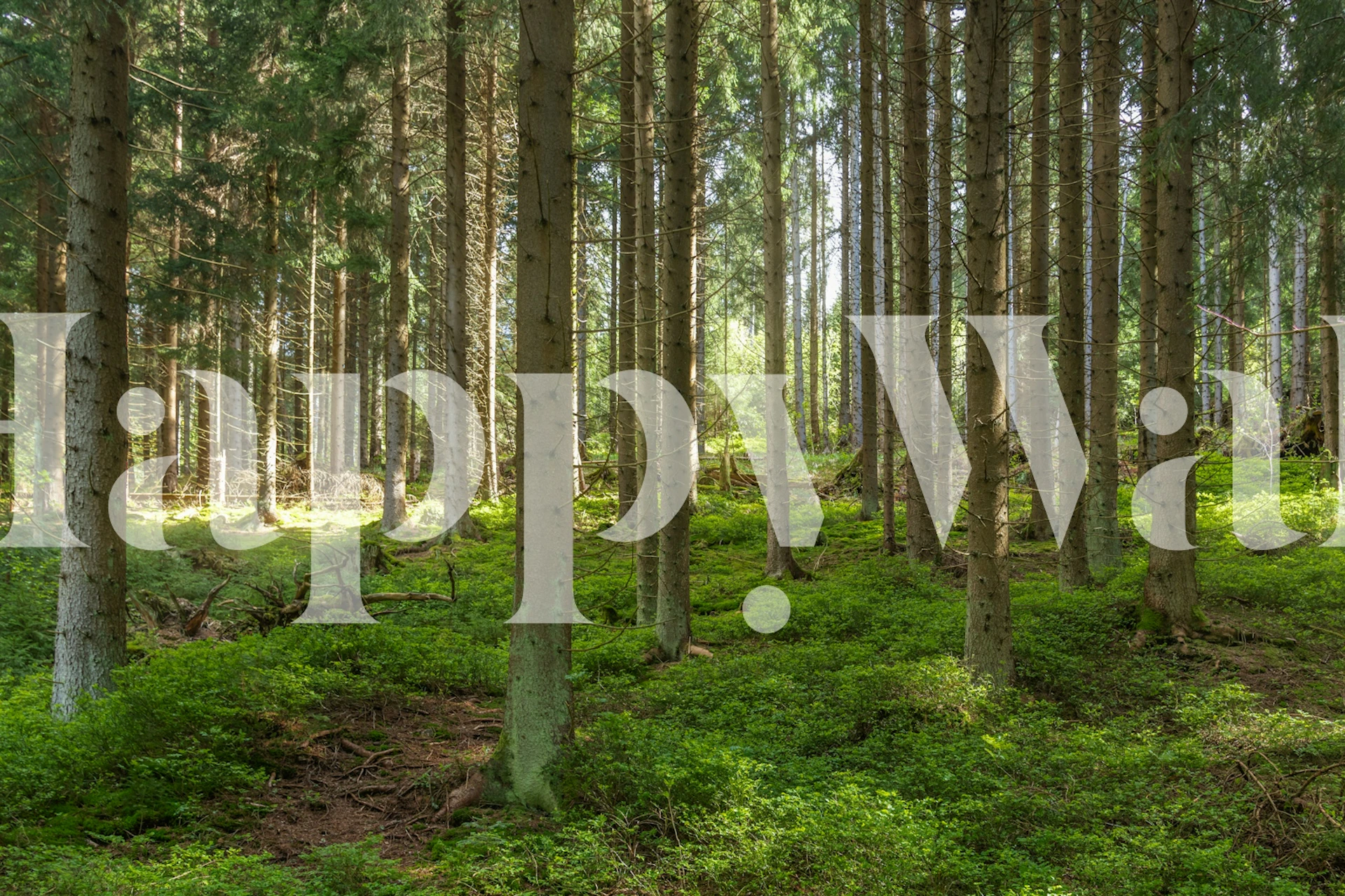 Enchanted Fir Forest in Spring tapet i ett rum