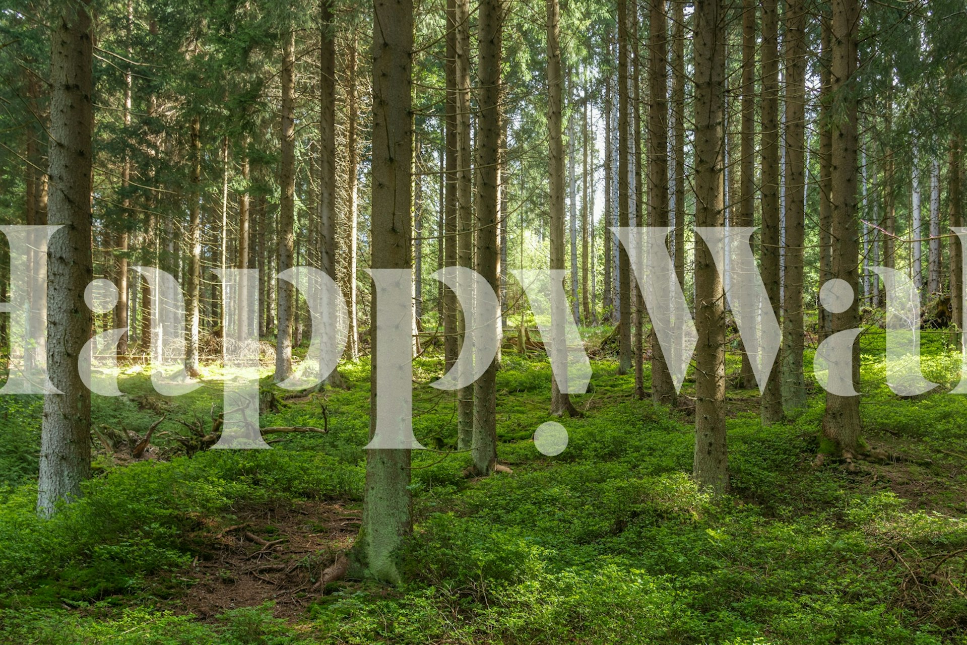 Enchanted fir forest wallpaper in a room