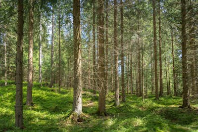Τοιχογραφία