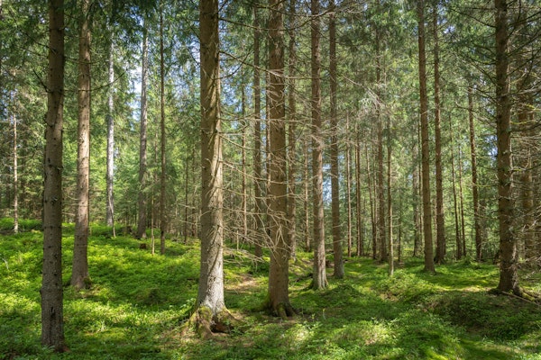 Magic Pine Grove in Springtime
