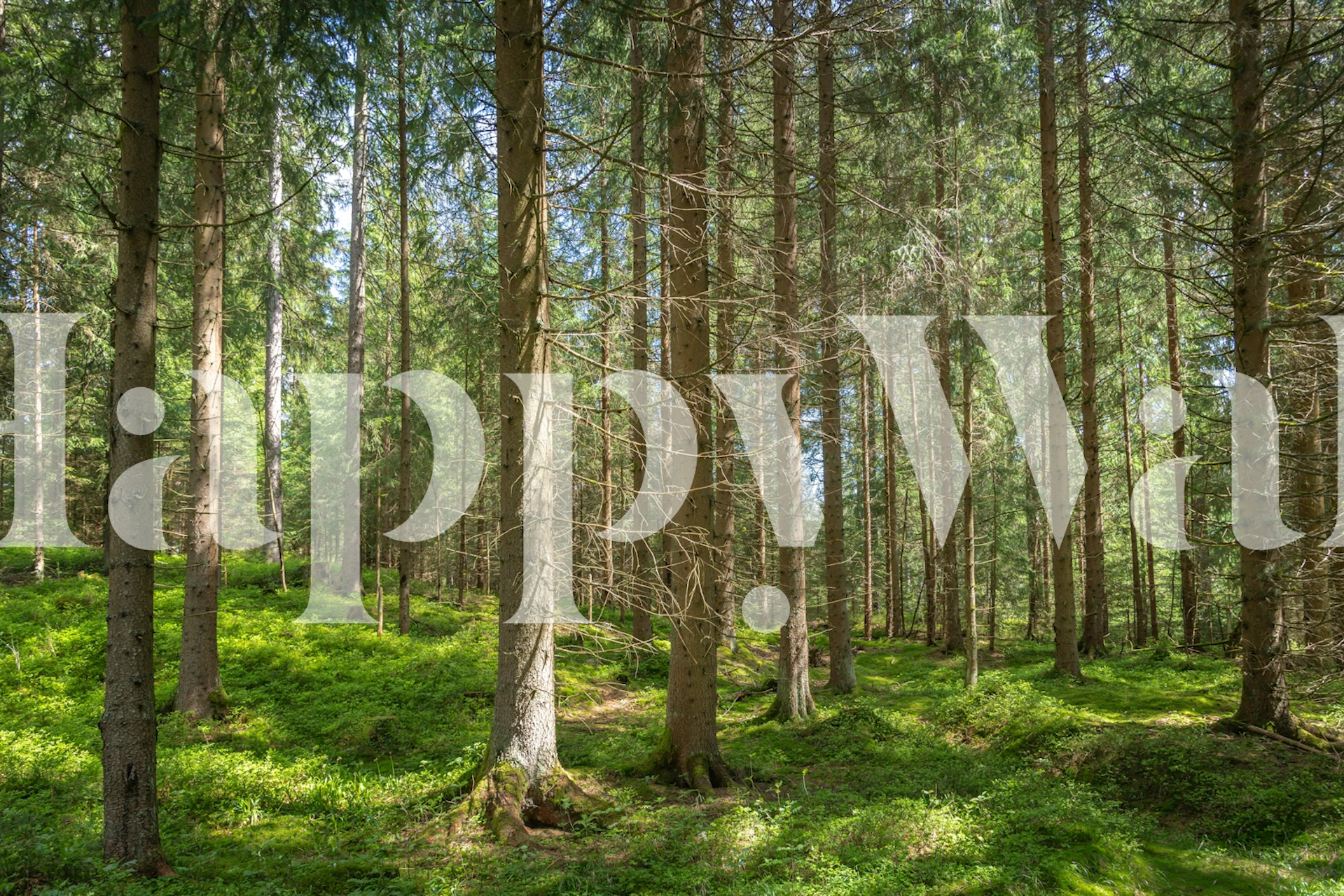 tapeta Magic Pine Grove w pokoju