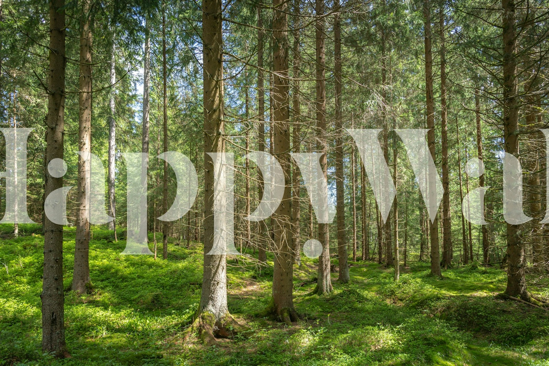 tapeta Magic Pine Grove v pokoji