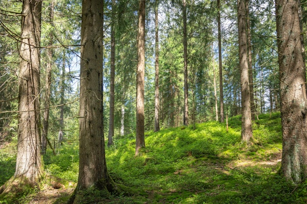 Bewitched Spruce Woodlands in Spring