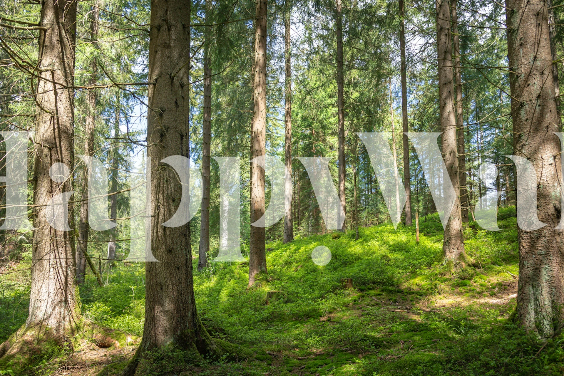 Tall trees in a green forest landscape wallpaper