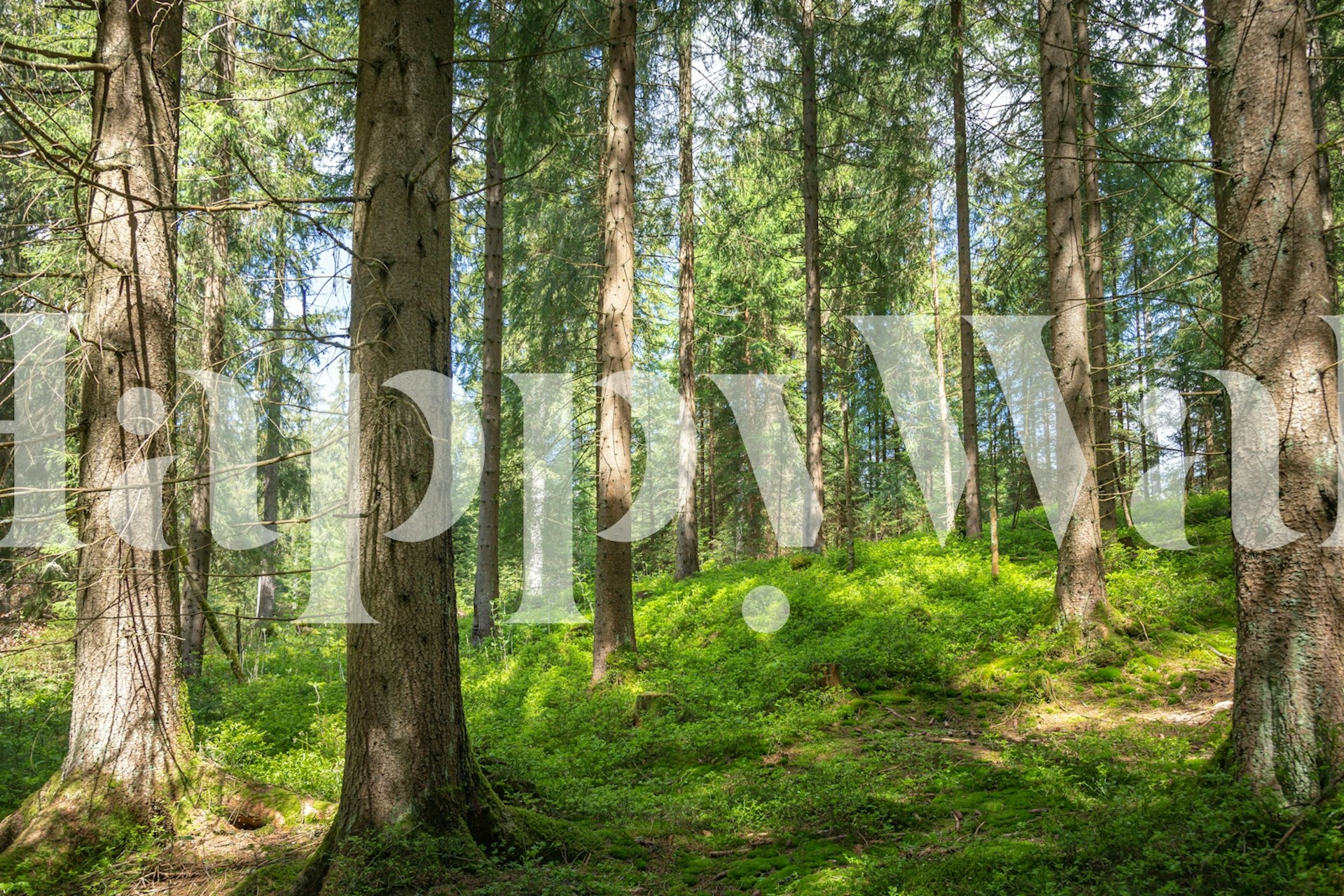 Kevään aurinkoinen kuusimetsä vehreällä sammaltapetilla