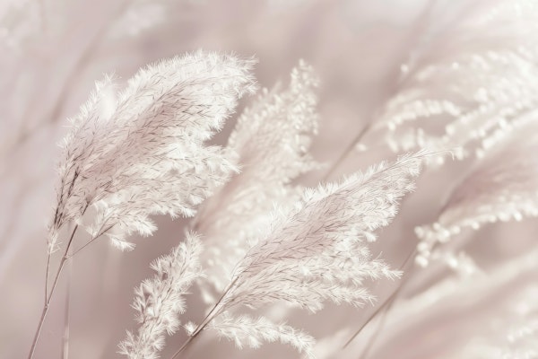 Fairytale pampas grass