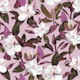 Magnolias flowers lilac pastel purple