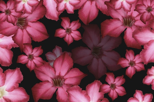 Desert Rose Flower Dream 1