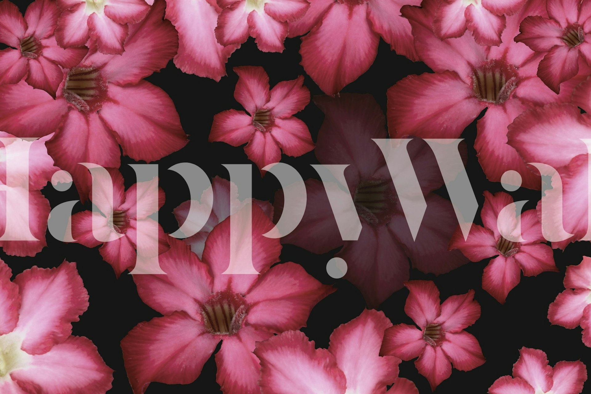 Carta da parati Desert Rose Flower Dream in una stanza