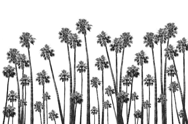 Tropical Palms Jungle Vibe 1