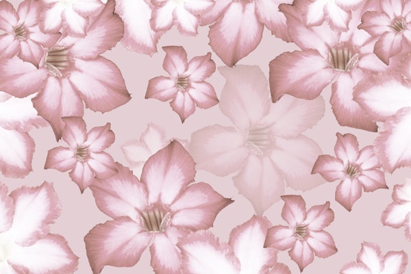 Desert Rose Flower Dream 2