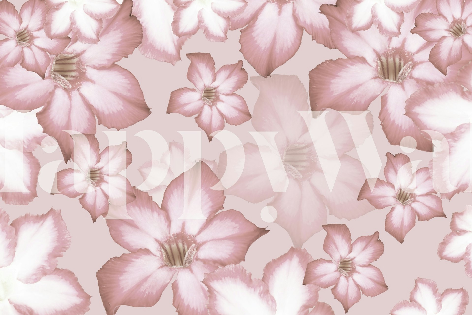 Pink flowers with soft petal details and subtle shadows wallpaper