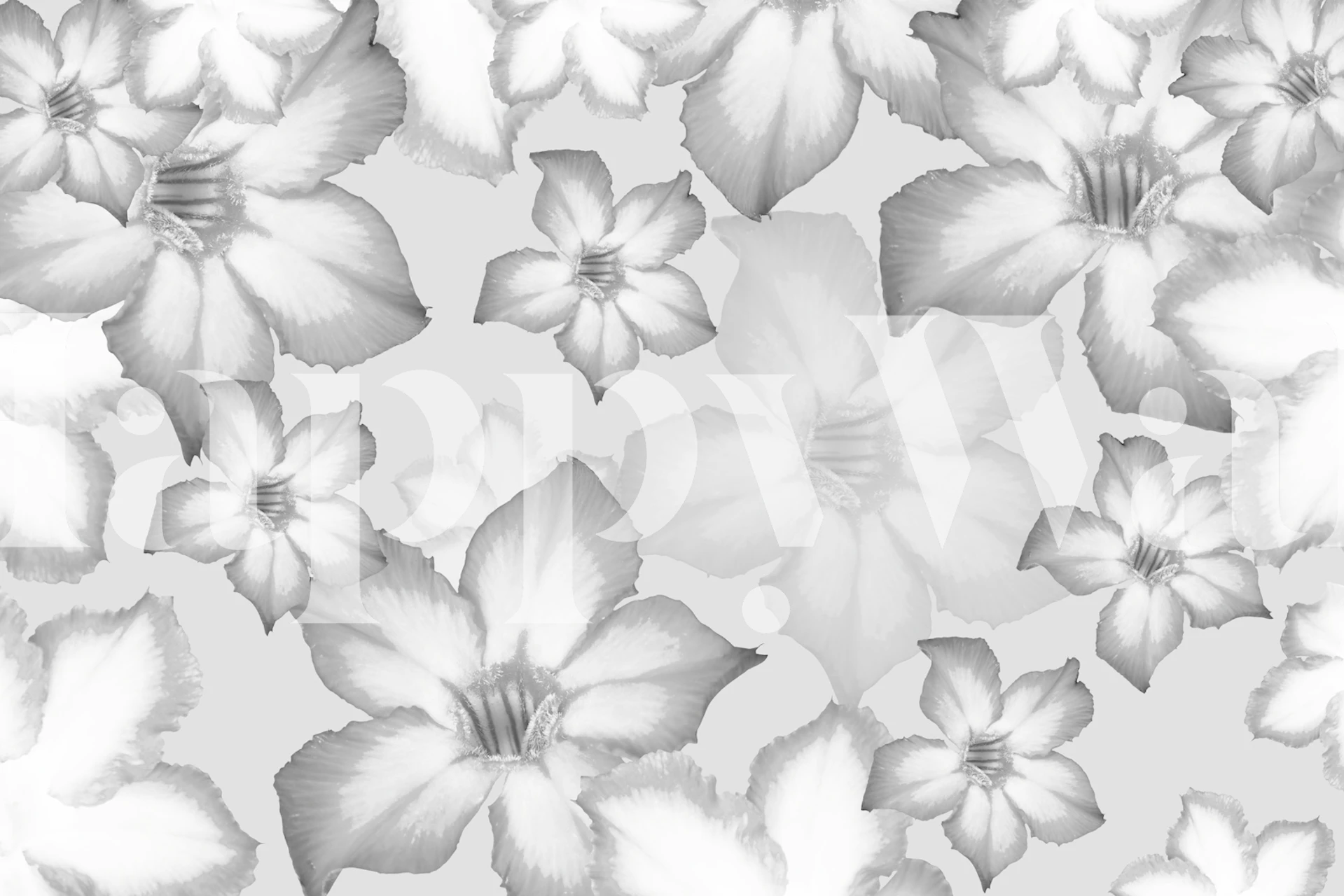 Desert Rose Flower Dream 3 behang in een kamer