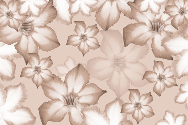 Desert Rose Flower Dream 4