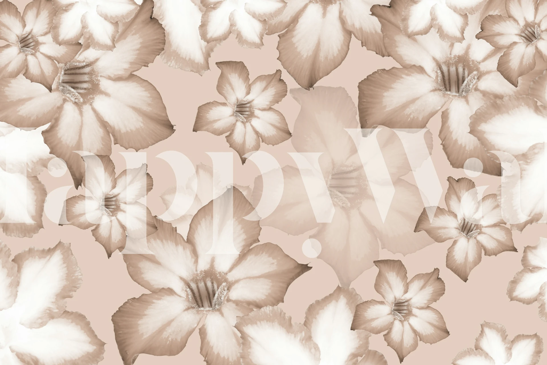 Desert Rose Flower Dream 4 tapetti huoneessa