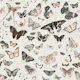 Nostalgic Collection Of Butterflies