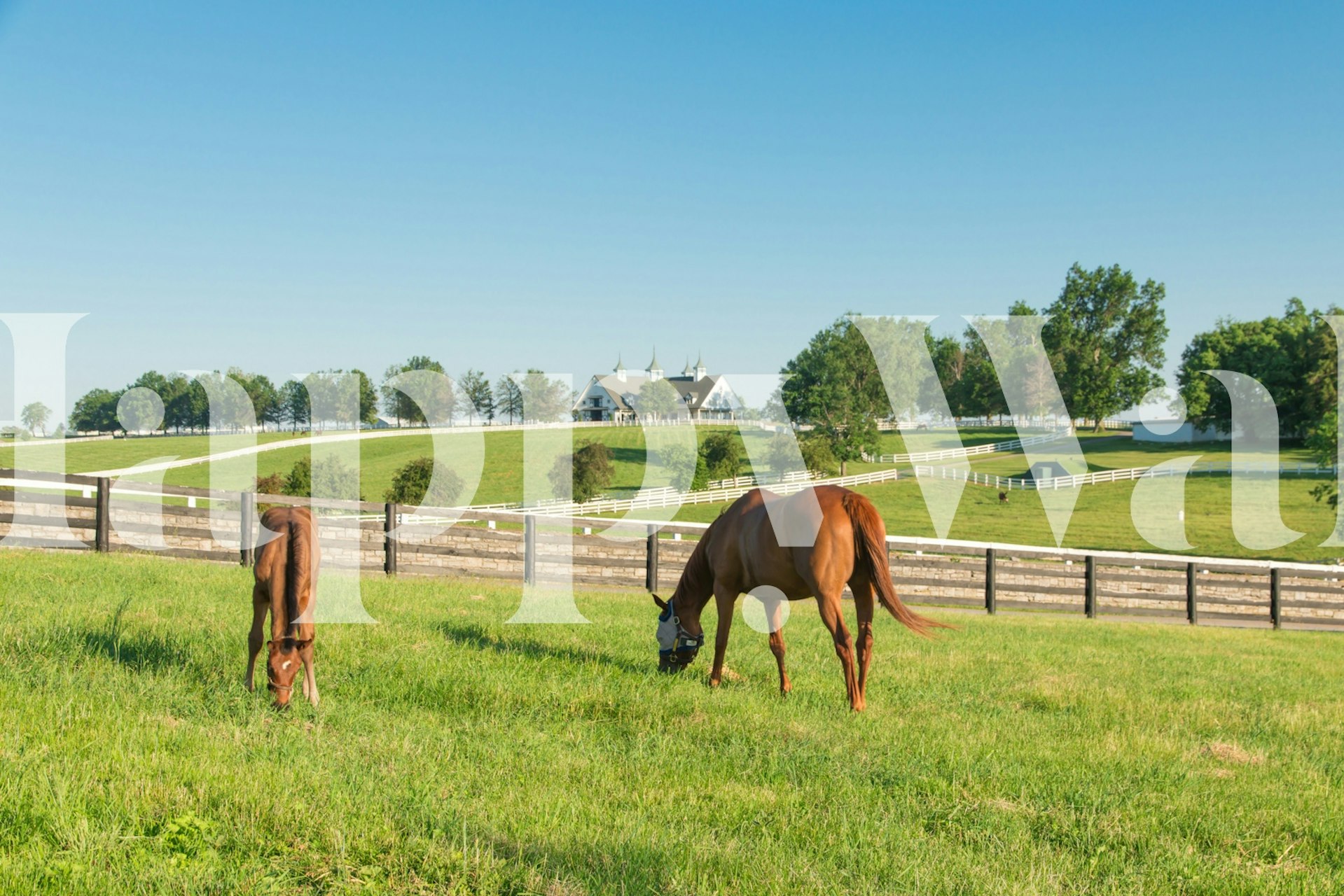 Horses at horse farm pascolando in un paesaggio verde lussureggiante