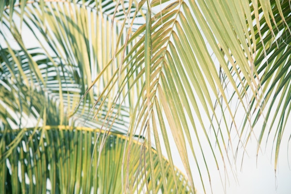 Lush Caribbean Palms 7