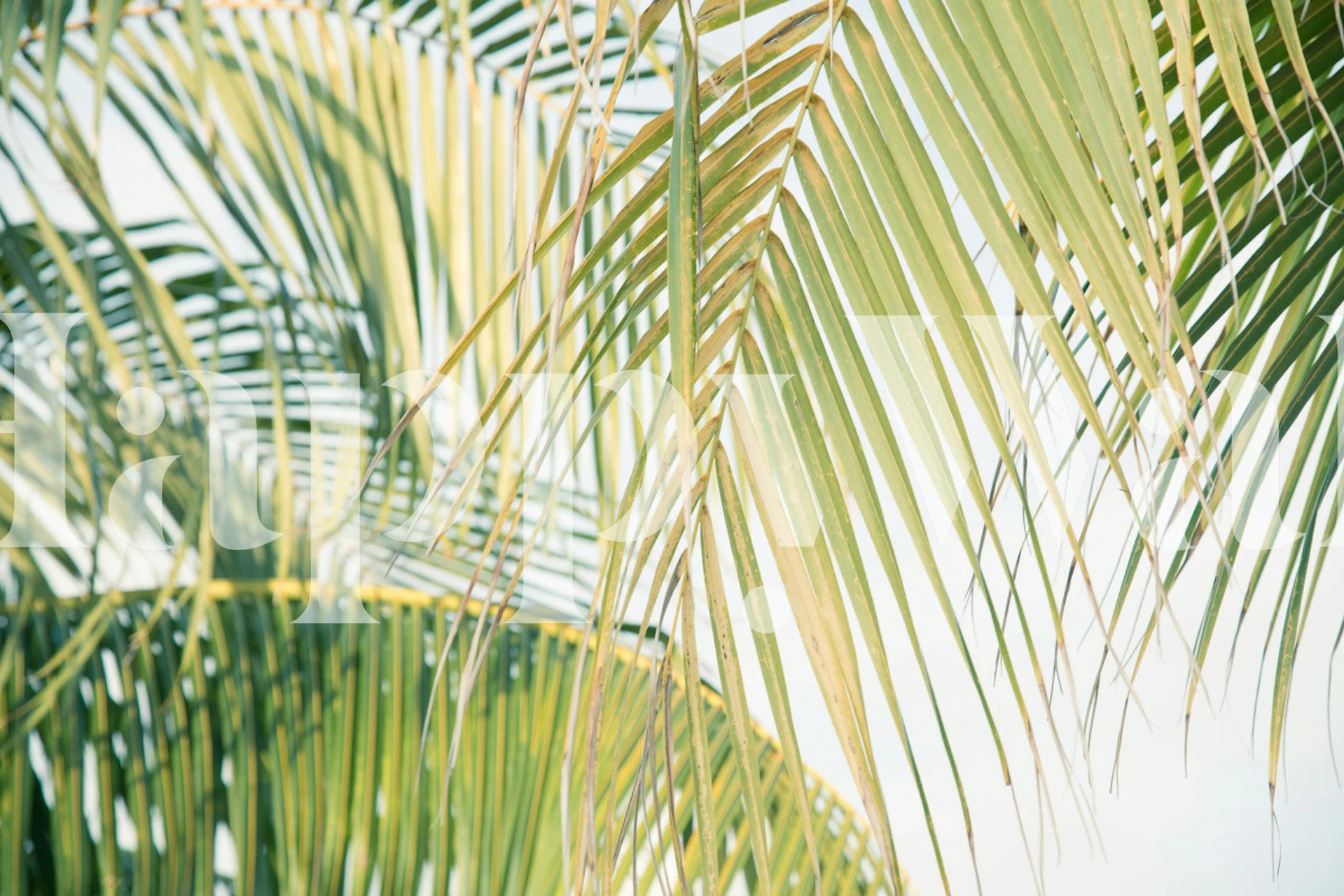 tapeta Lush Caribbean Palms v pokoji