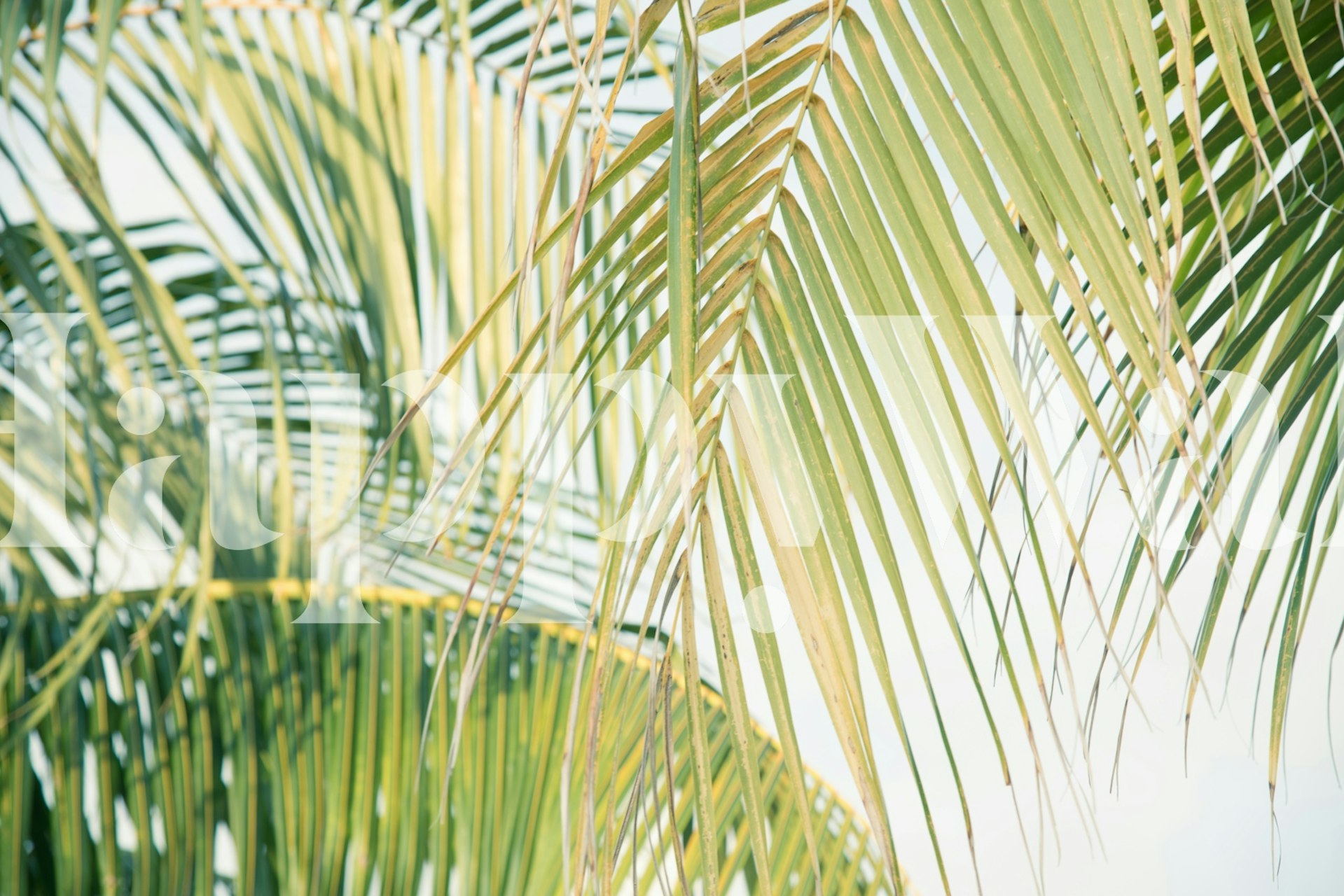 Lush Caribbean Palms wallpaper in a room