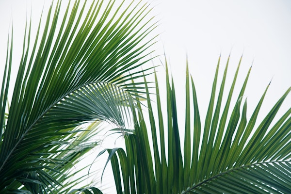 Lush Caribbean Palms 8