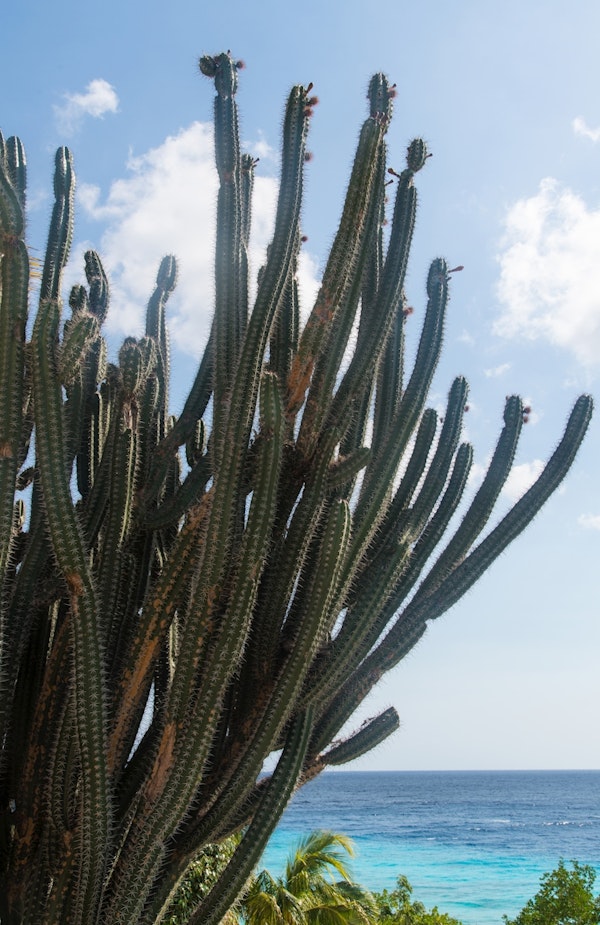 Caribbean Cactus Dream 1