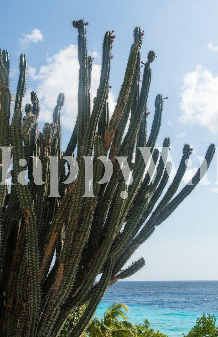 Caribbean cactus wallpaper in a bright room
