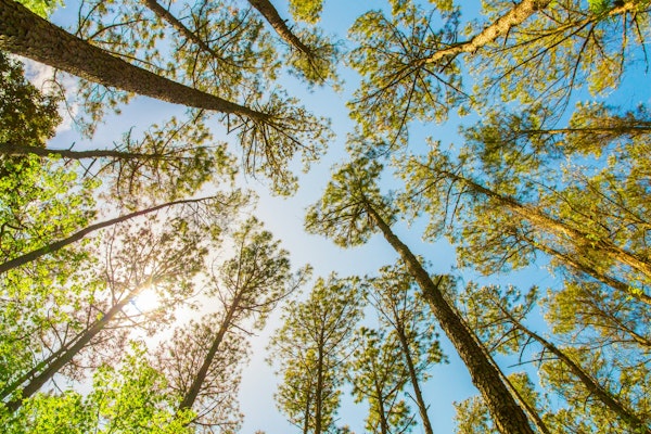 Looking up at tall pine trees