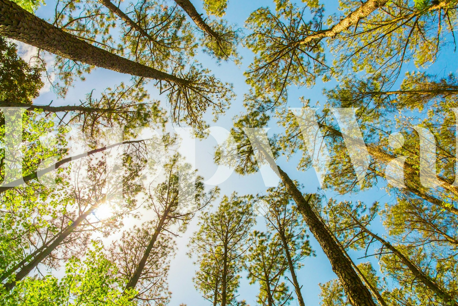 Carta da parati con Looking up at tall pine trees in una stanza