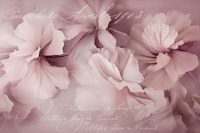 Floral Romance Nostalgic Memories Pastel Pink tapete