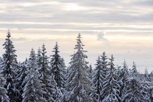 Snow Covered Trees 8