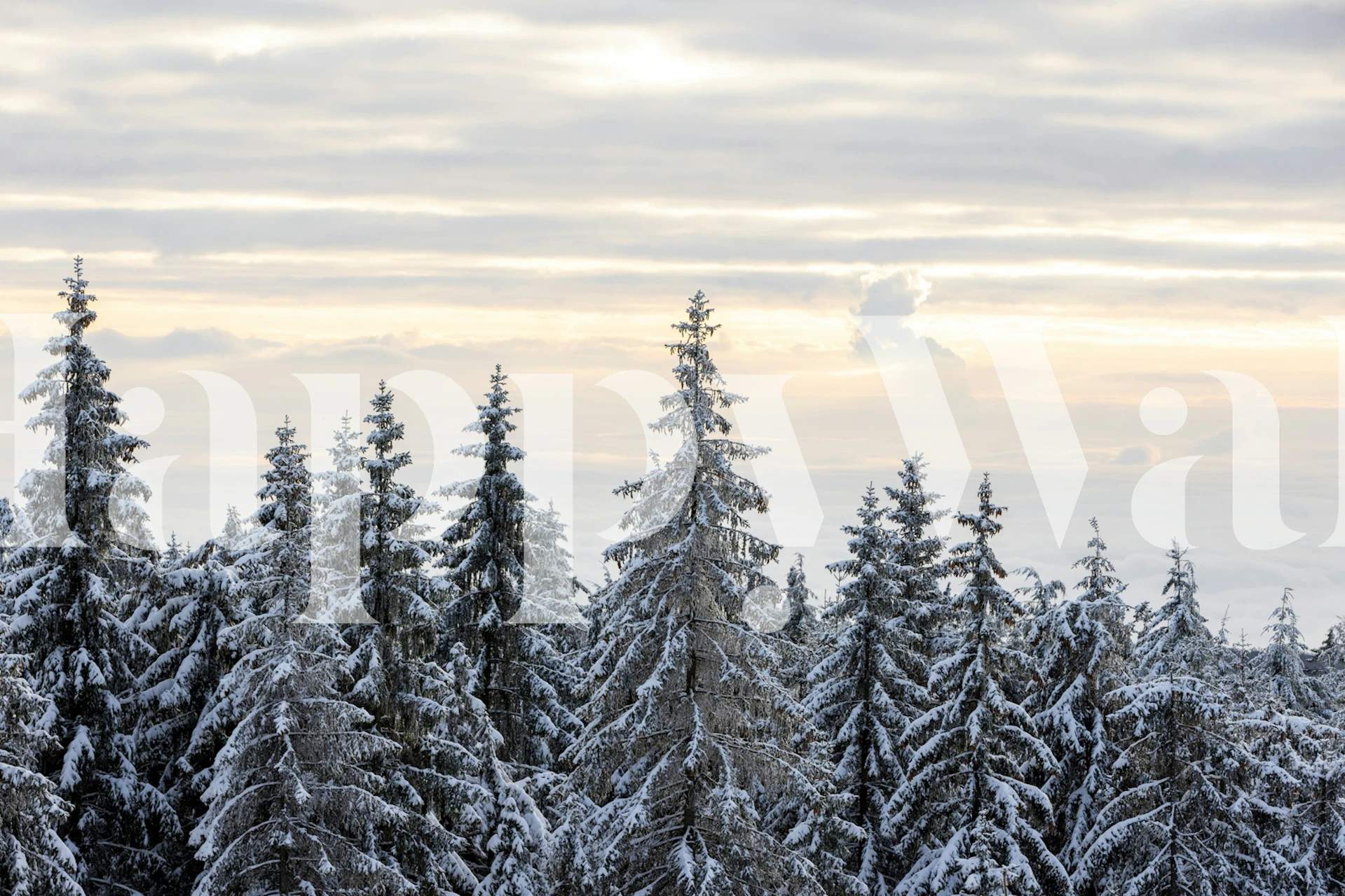 Snowy evergreen trees in a misty winter landscape wallpaper